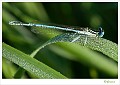 Blauwe breedscheenjuffer_20090806_0126